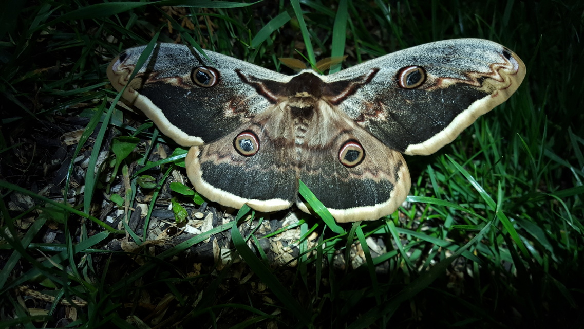Saturnia pyri - nagy pávaszem