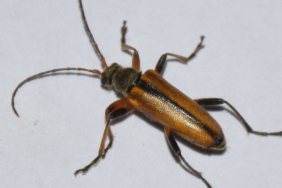 Cortodera humeralis - négyfoltos cserjecincér