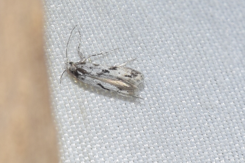 Stenolechiodes pseudogemmellus - molyhostölgyes sarlósmoly