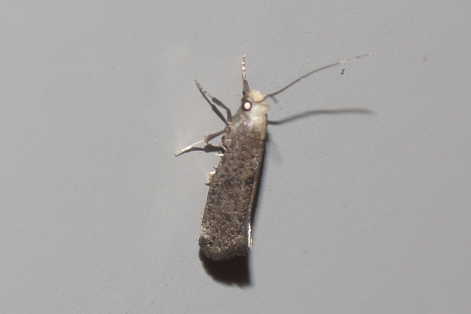 Paraswammerdamia albicapitella - kökényfonó tarkamoly
