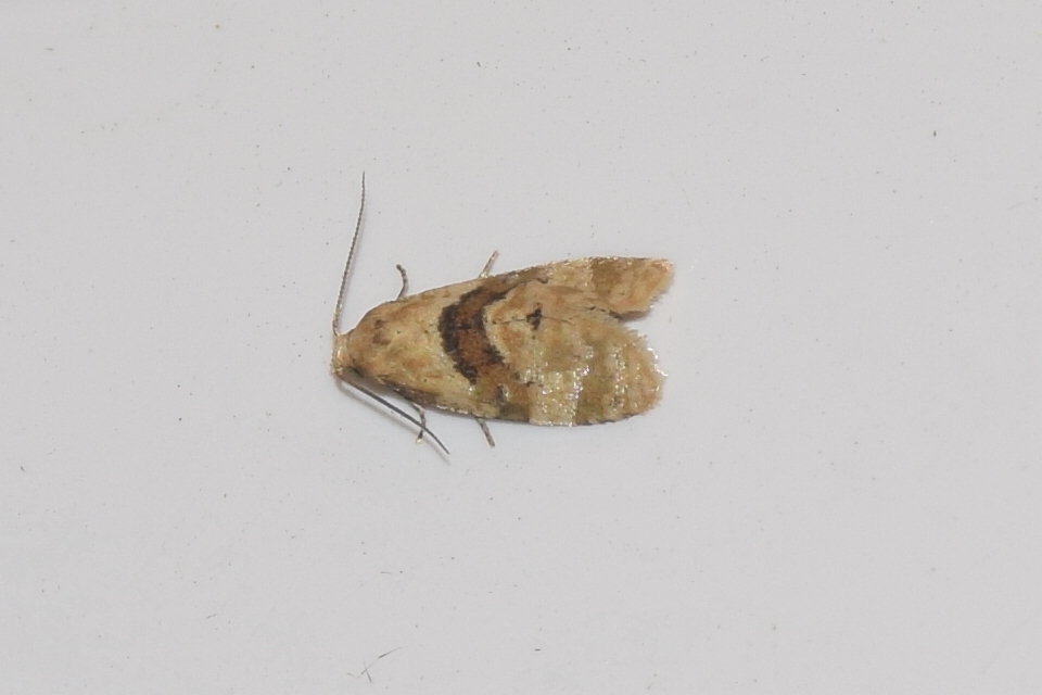 Phalonidia