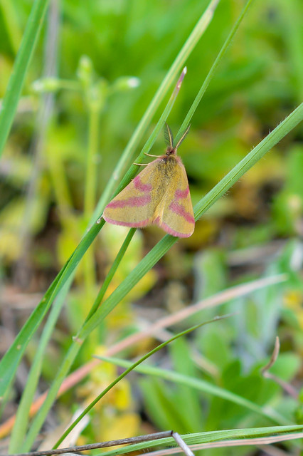 Lythria purpuraria - bíborsávos araszoló