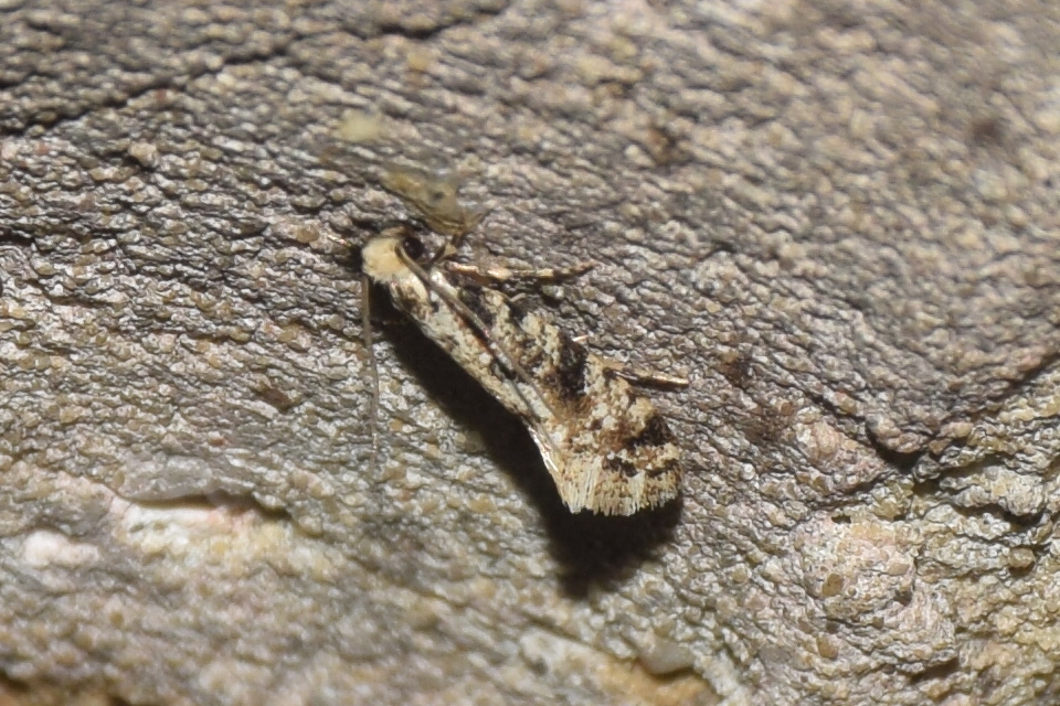 Nemapogon fungivorella - erdei gombamoly
