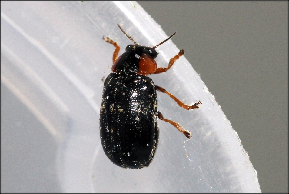 Smaragdina