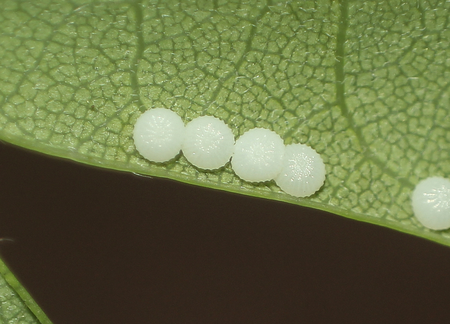 Conistra rubiginea - vörös őszibagoly