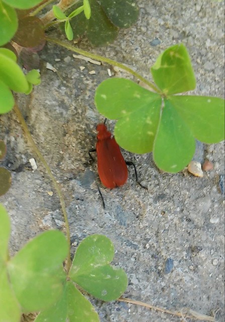 Pyrochroa serraticornis - közép-bíborbogár