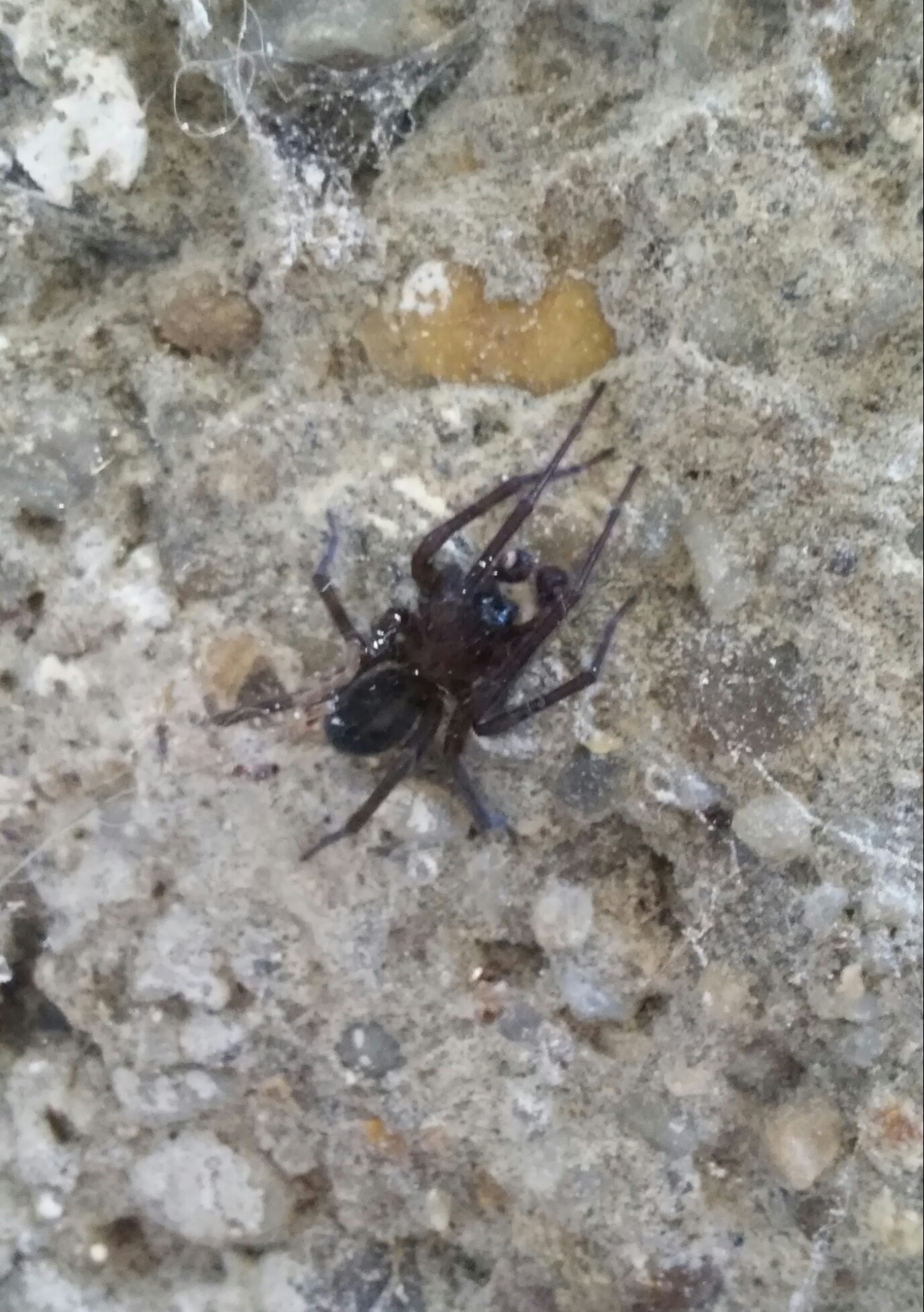 Amaurobius ferox - nagy eretnekpók