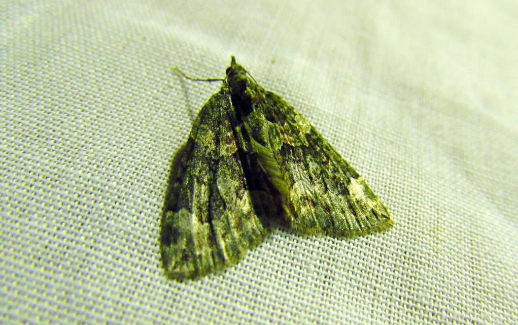 Chloroclysta siterata - salátazöld araszoló