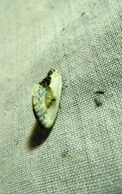 Cilix glaucata - törpe sarlósszövő