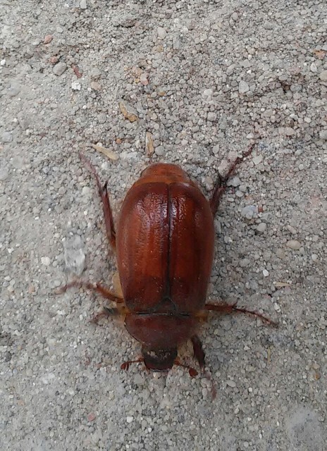 Holochelus aequinoctialis - tavaszeleji cserebogár