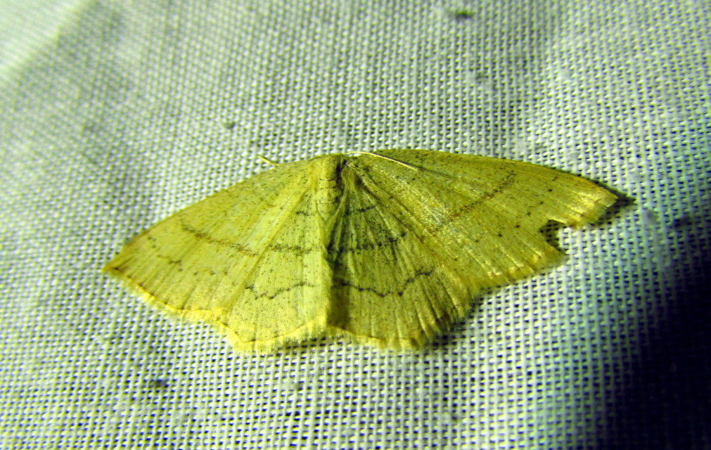 Cyclophora linearia - vonalas pettyesaraszoló