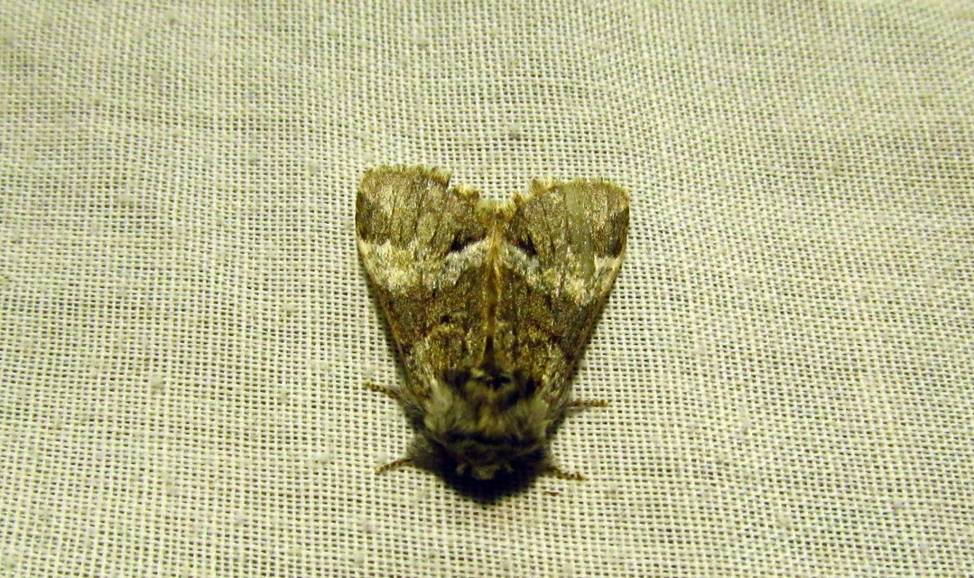 Drymonia dodonea - bélyeges púposszövő