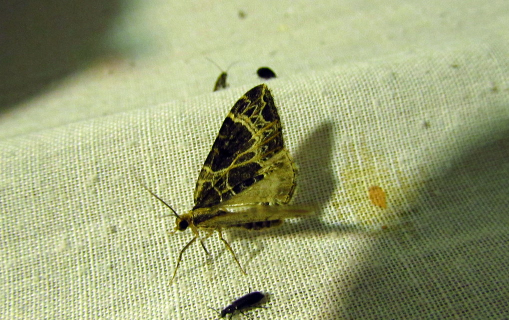 Ecliptopera silaceata - barna tarkaaraszoló