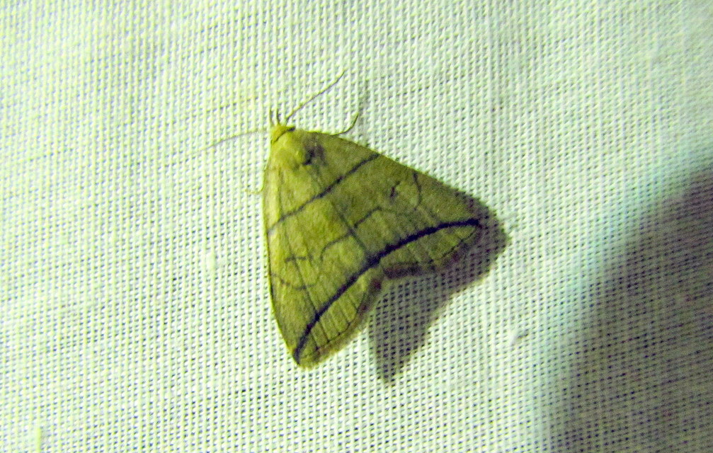 Herminia grisealis - ligeti karcsúbagoly
