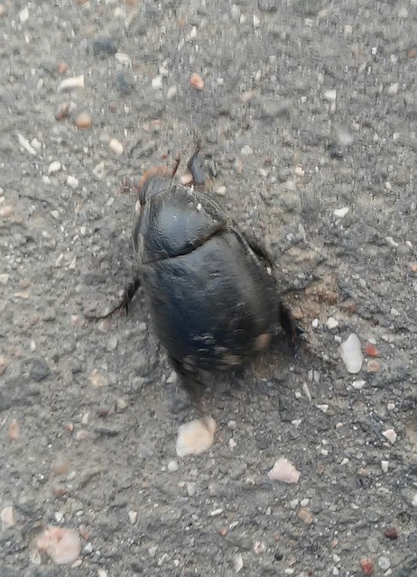 Pentodon idiota - butabogár