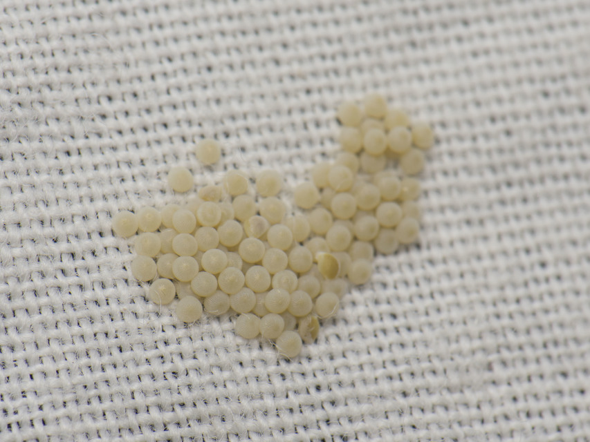 Egira conspicillaris - változékony szürkebagoly
