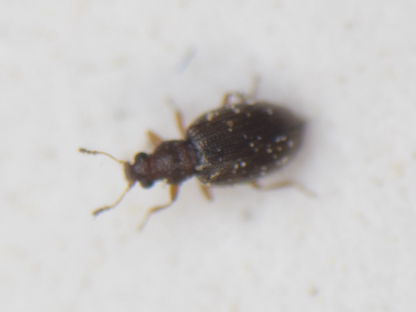 Latridiidae - pudvabogárfélék Latridiidae - pudvabogárfélék