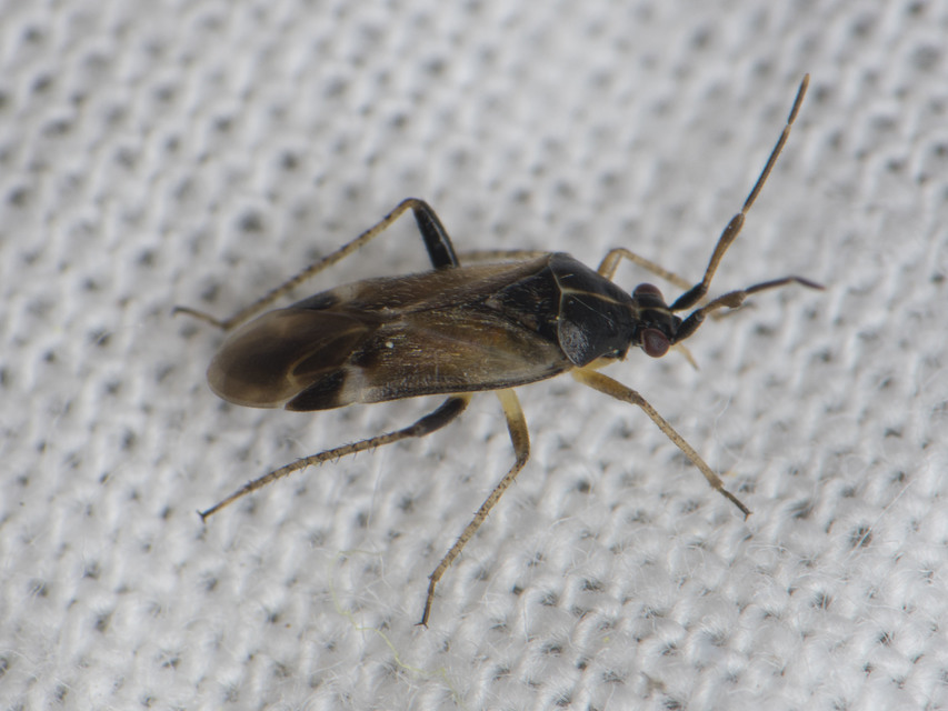 Harpocera thoracica - sarlóscsápú mezeipoloska