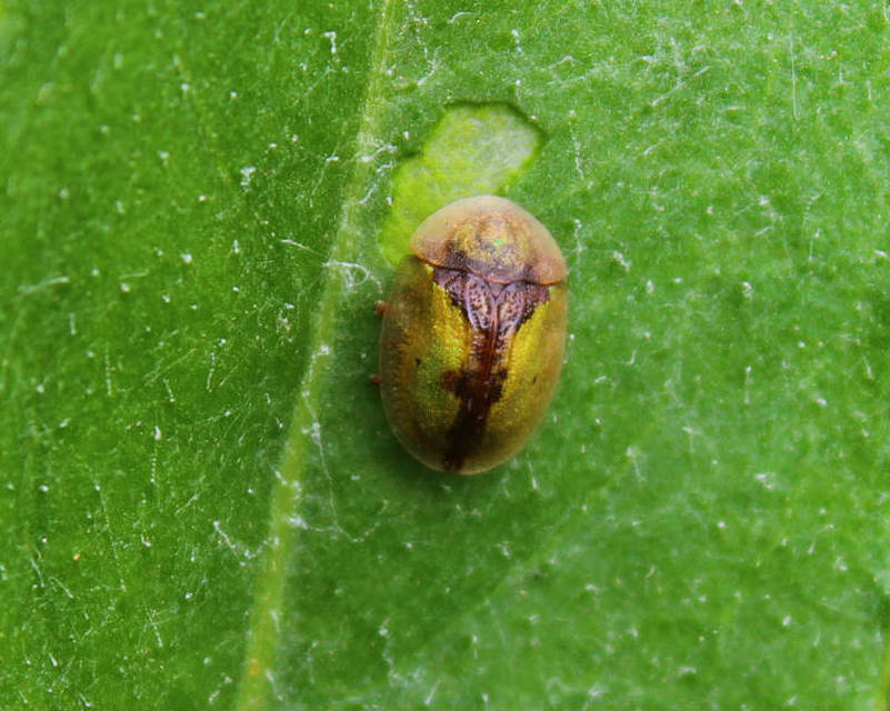 Cassida Cassida
