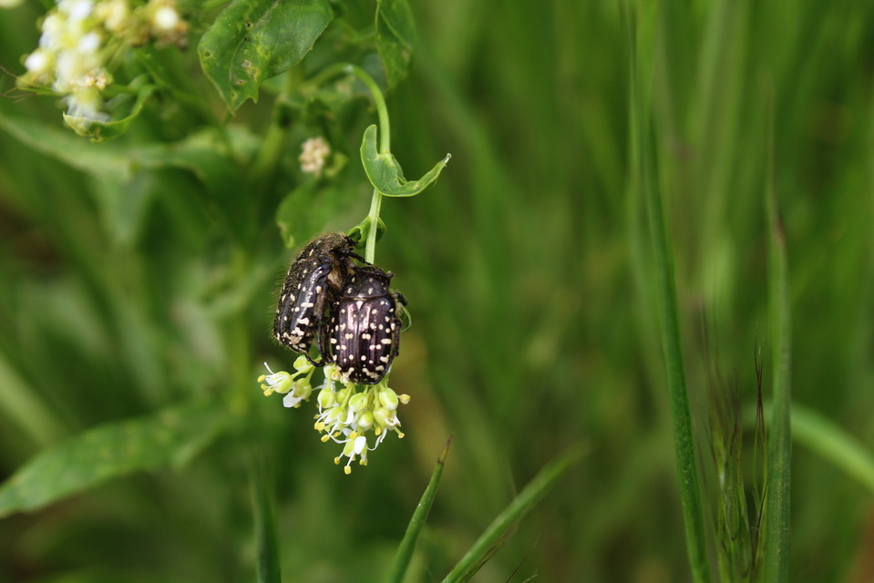 Oxythyrea funesta - sokpettyes virágbogár