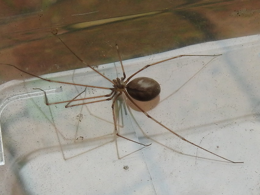 Pholcus phalangioides - nagy álkaszáspók
