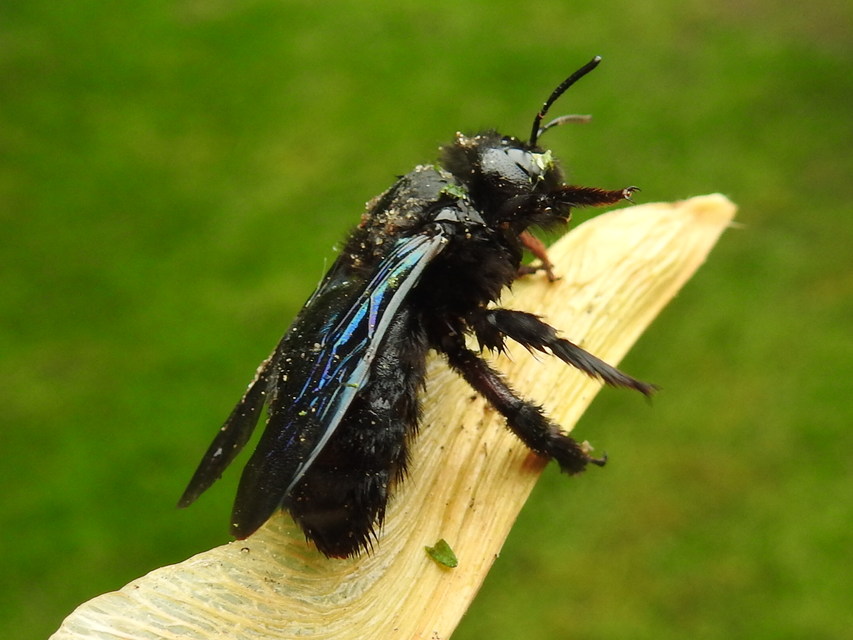 Xylocopa valga - gyakori fadongó