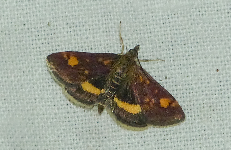 Pyrausta aurata - aranyló bíbormoly