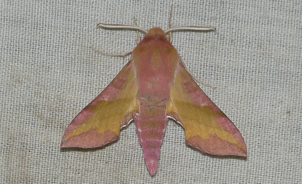 Deilephila porcellus - piros szender