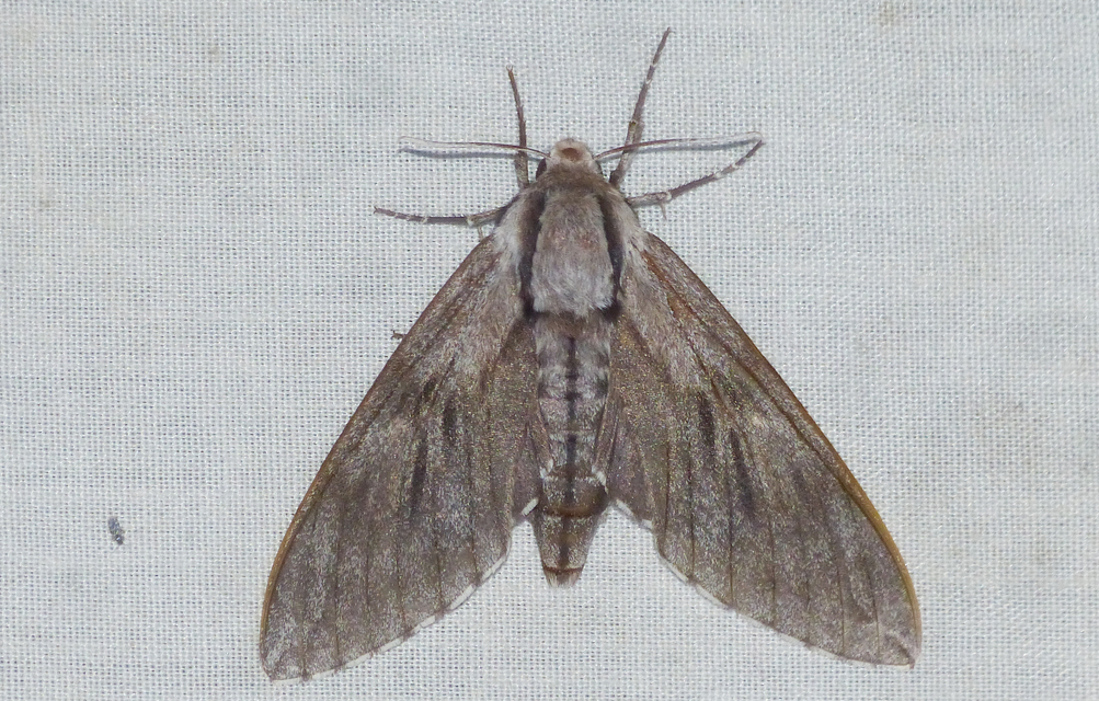 Hyloicus pinastri - fenyőszender