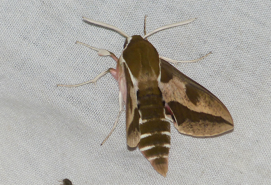 Hyles euphorbiae - kutyatejszender