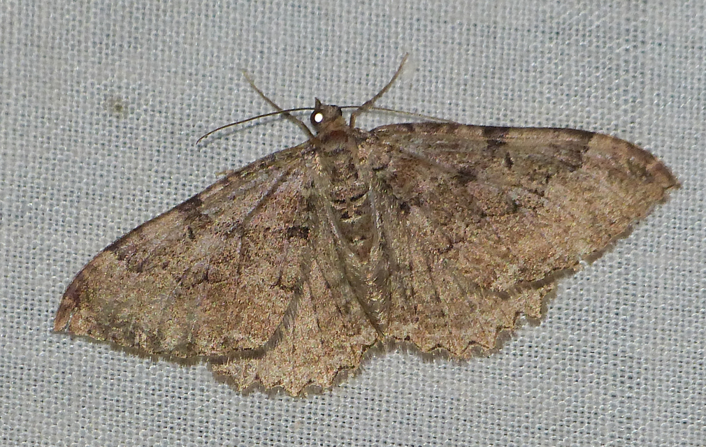 Hydria cervinalis - őzbarna araszoló