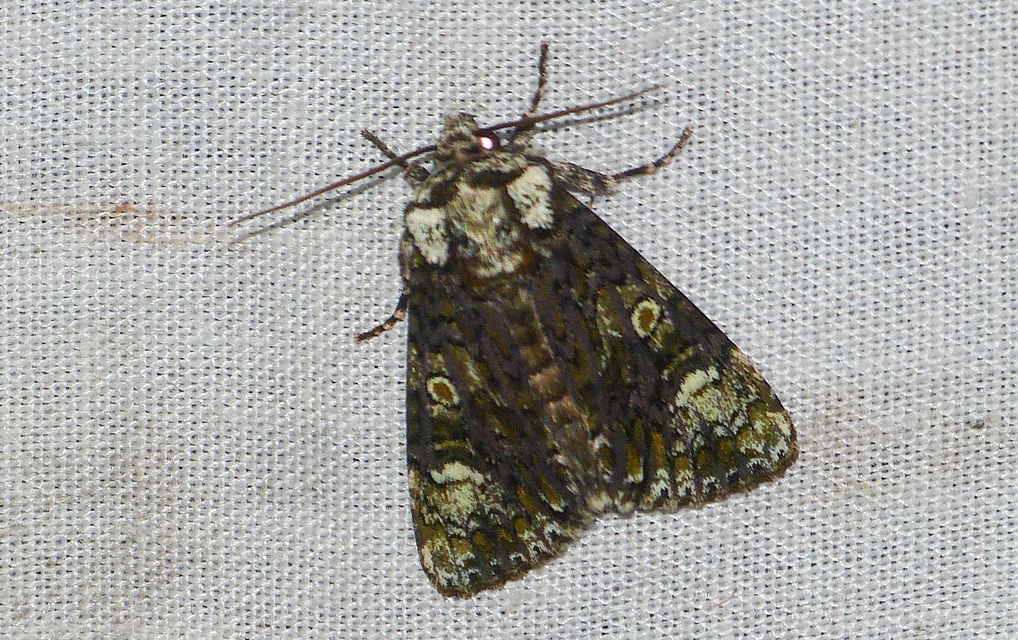Craniophora ligustri - fagyalbagoly