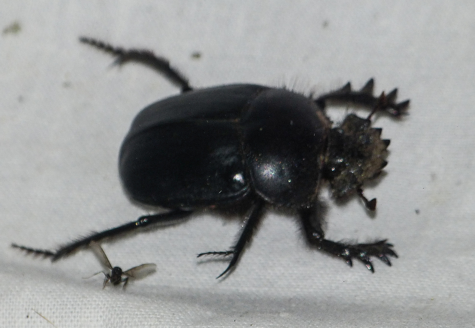 Scarabaeus typhon - óriás-galacsinhajtó
