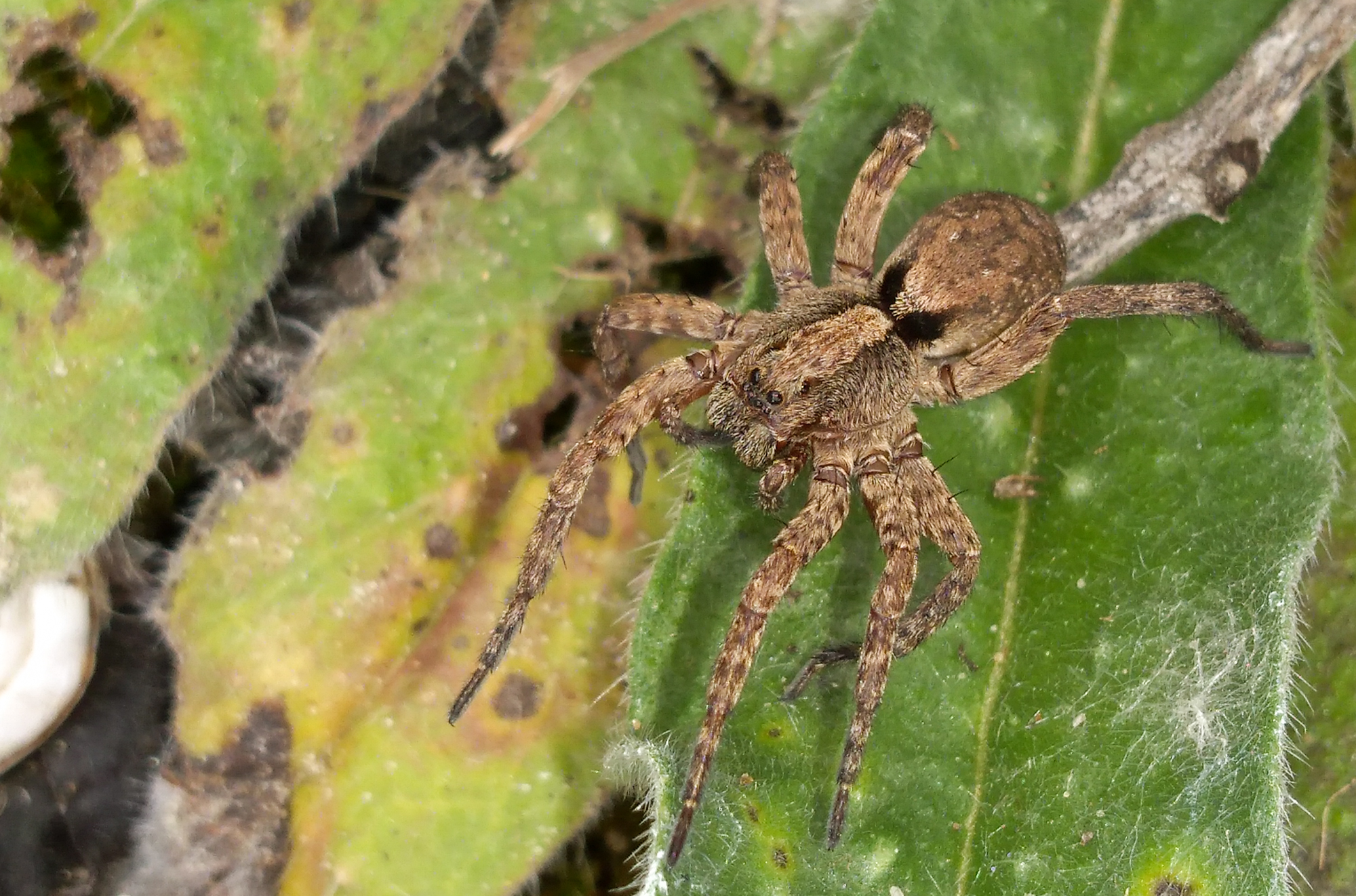 Alopecosa sulzeri