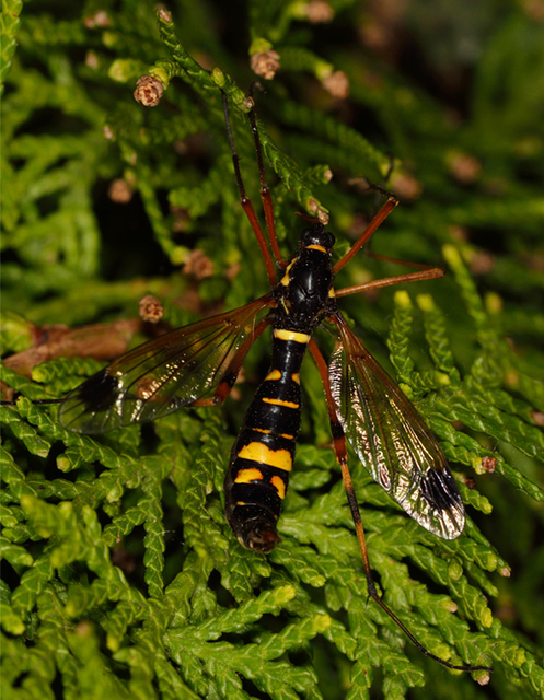 Ctenophora festiva