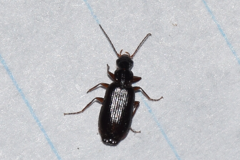 Dromius quadraticollis - szélesnyakú kéregfutó