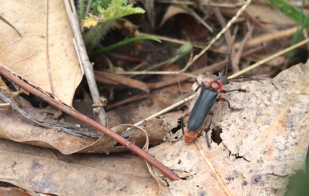 Cantharis rustica - suszterbogár