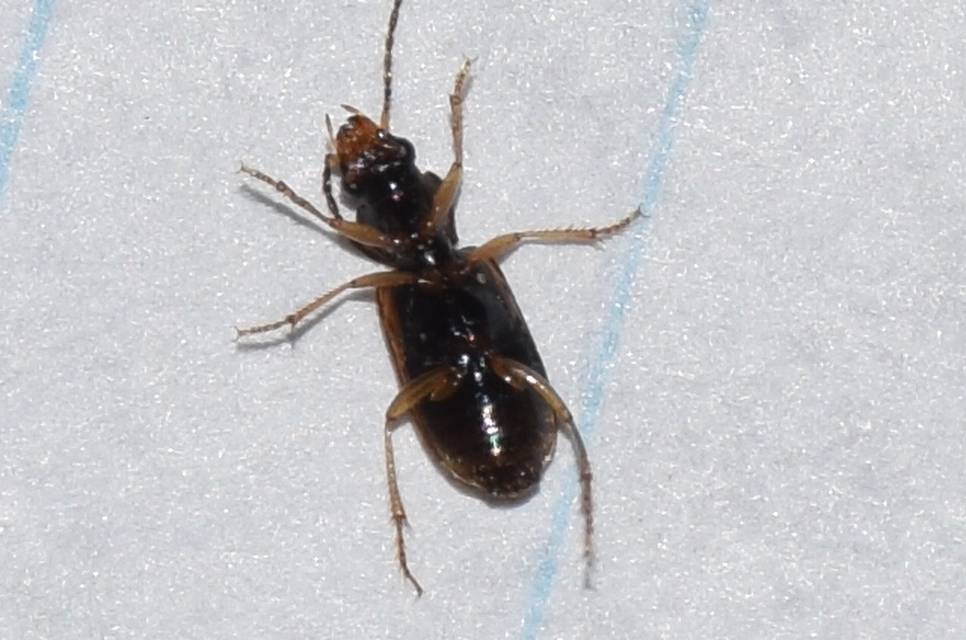Anthracus longicornis - karcsú kisdedfutó