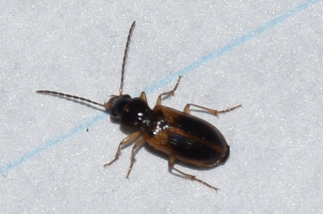Anthracus longicornis - karcsú kisdedfutó