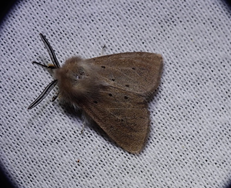 Diaphora mendica - felemás medvelepke