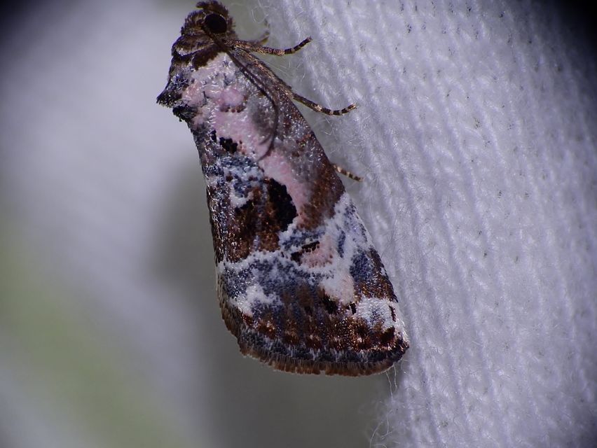 Hapalotis venustula - rózsaszínű mázasbagoly