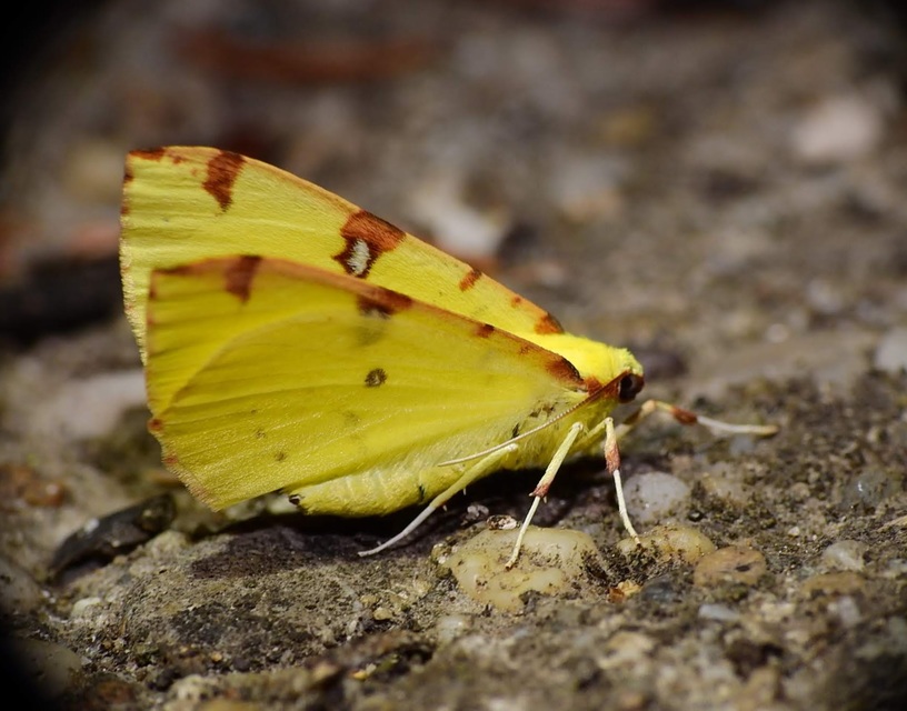 Opisthograptis luteolata - citromsárga araszoló