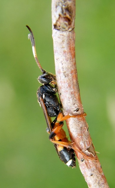 Ichneumoninae