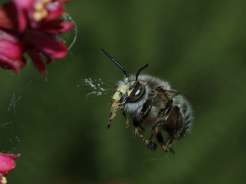 Anthophora plumipes - gyakori bundásméh