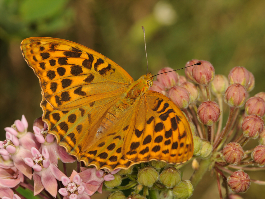 Argynnis paphia - nagy gyöngyházlepke