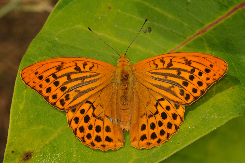 Argynnis paphia - nagy gyöngyházlepke