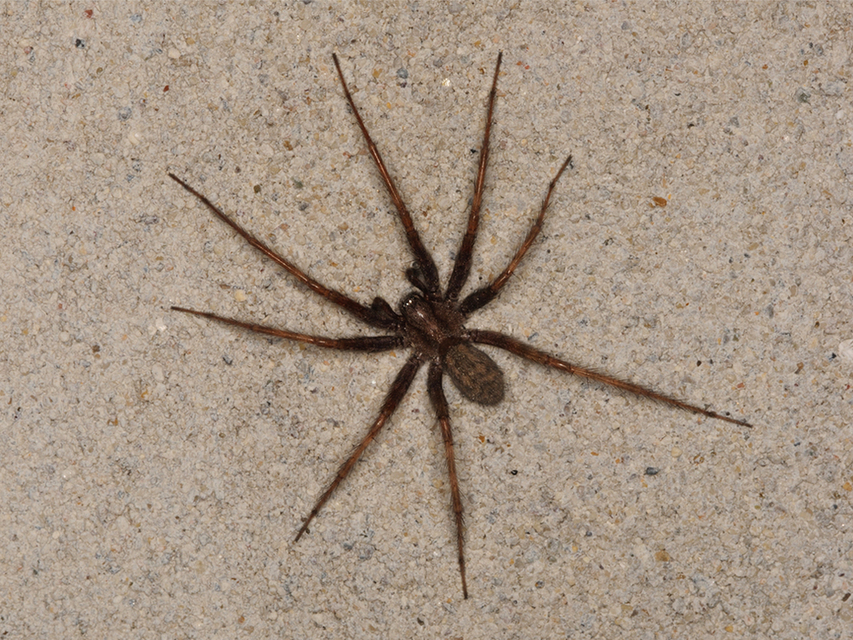 Tegenaria domestica - házi zugpók