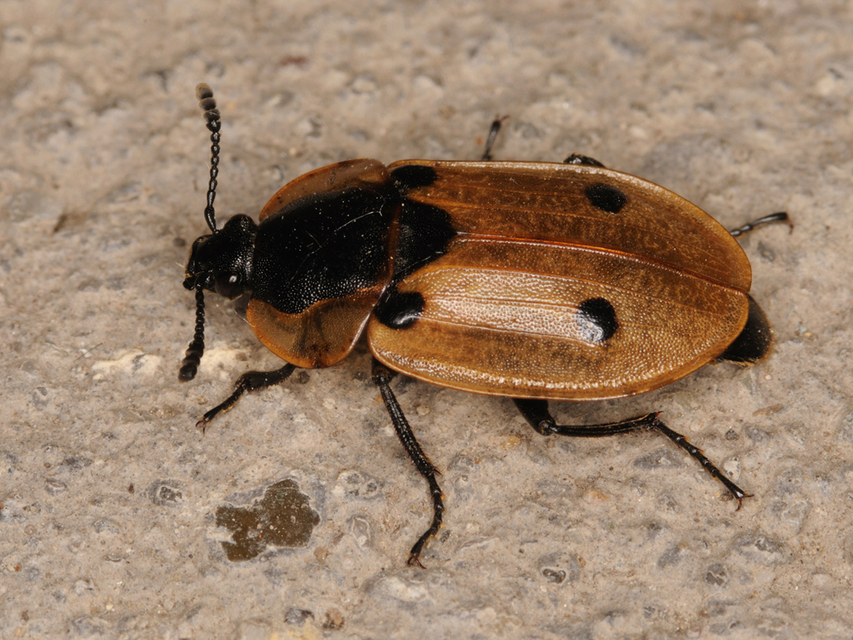 Dendroxena quadrimaculata - négypettyes dögbogár