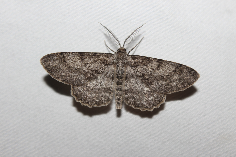 Hypomecis roboraria - nagy tölgyfaaraszoló