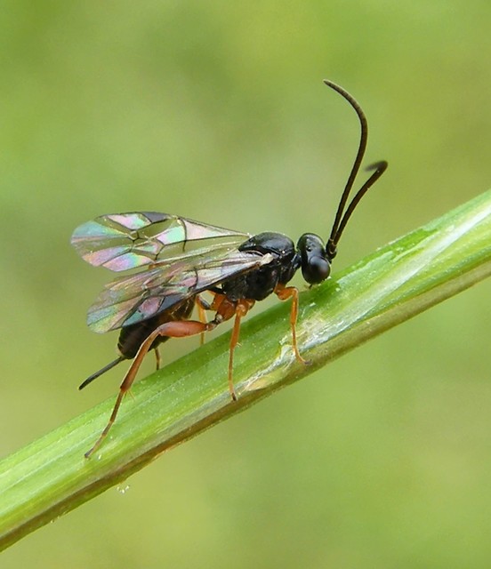 Cryptinae